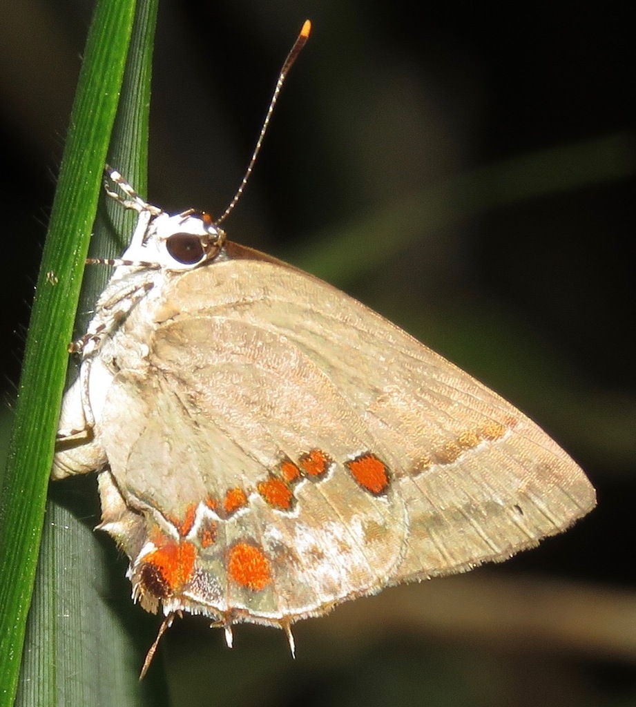 Nicolaea petilla