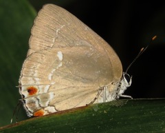 Strephonota tyriam