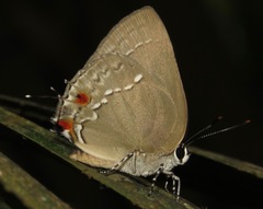 Strephonota cyllarissus