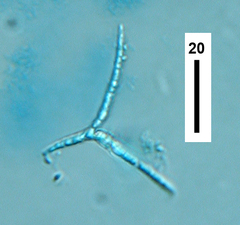 Alatospora acuminata