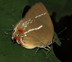 Strephonota strephon