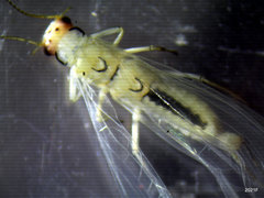 Sweltsa