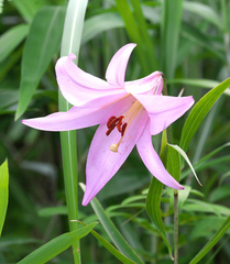 Lilium japonicum