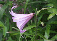 Lilium japonicum