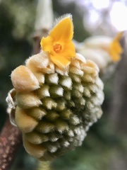 Edgeworthia chrysantha