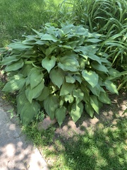 Hosta