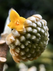 Edgeworthia chrysantha