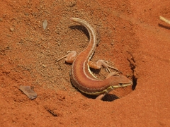 Ichnotropis capensis