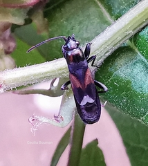 Pterotmetus dimidiatus