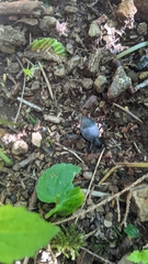 Scaphinotus angusticollis