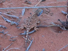 Agama aculeata distanti