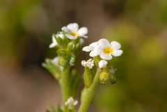 Plagiobothrys stipitatus micranthus
