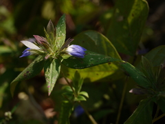 Cynarospermum asperrimum