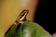 Litoria adelaidensis