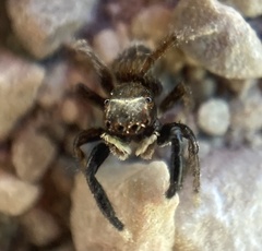 Euophrys frontalis