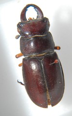Lucanus capreolus