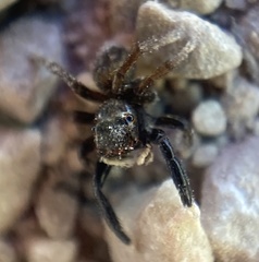 Euophrys frontalis