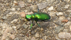 Cicindela denikei