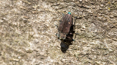 Chrysobothris affinis