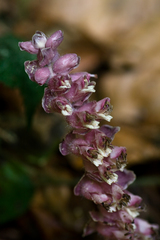 Lathraea squamaria