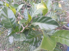 Tabernaemontana divaricata
