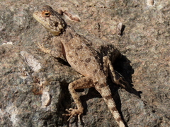Agama anchietae