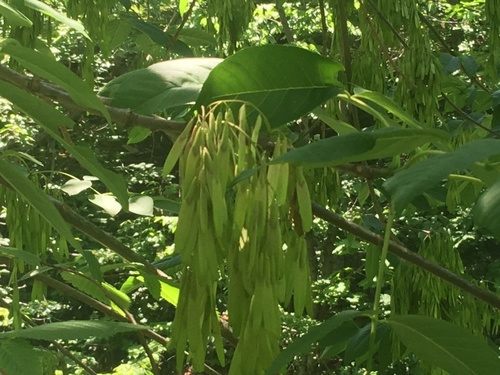 Image of Fraxinus biltmoreana by no rights reserved