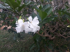 Tabernaemontana divaricata