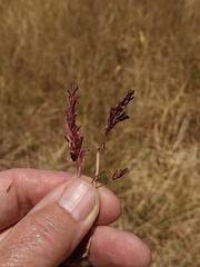 Lythrum tribracteatum