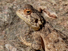 Agama anchietae