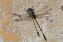 Austrogomphus collaris