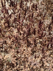 Lythrum tribracteatum