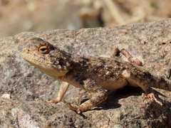 Agama anchietae