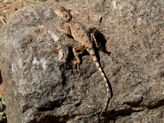 Agama anchietae