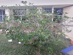 Tabernaemontana divaricata