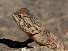 Agama anchietae