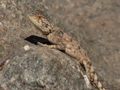 Agama anchietae