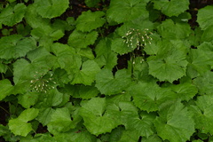 Petasites albus