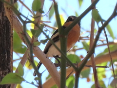 Batis pririt affinis