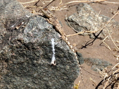 Agama anchietae