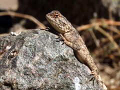 Agama anchietae