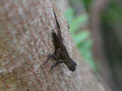 Anolis properus