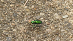 Cicindela denikei