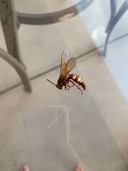 Sphecius convallis