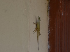 Anolis properus