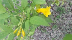 Tecoma stans