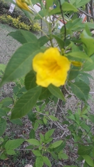 Tecoma stans