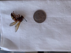 Sphecius convallis