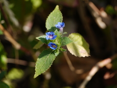 Strobilanthes pavala
