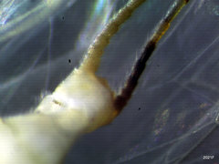 Sweltsa